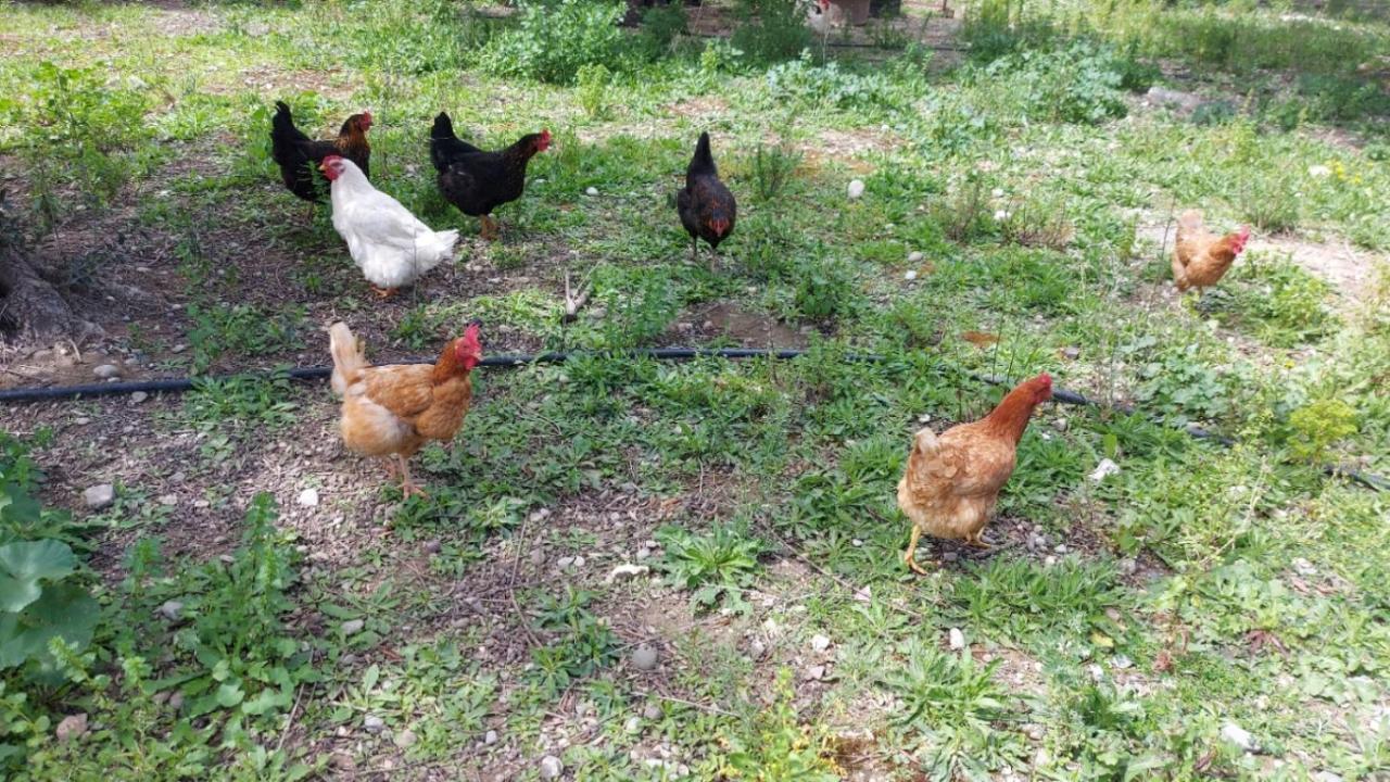 Agritourism Cottage Near Sitia Εξωτερικό φωτογραφία