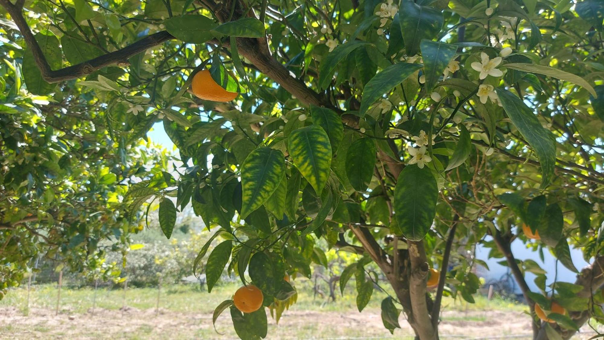 Agritourism Cottage Near Sitia Εξωτερικό φωτογραφία
