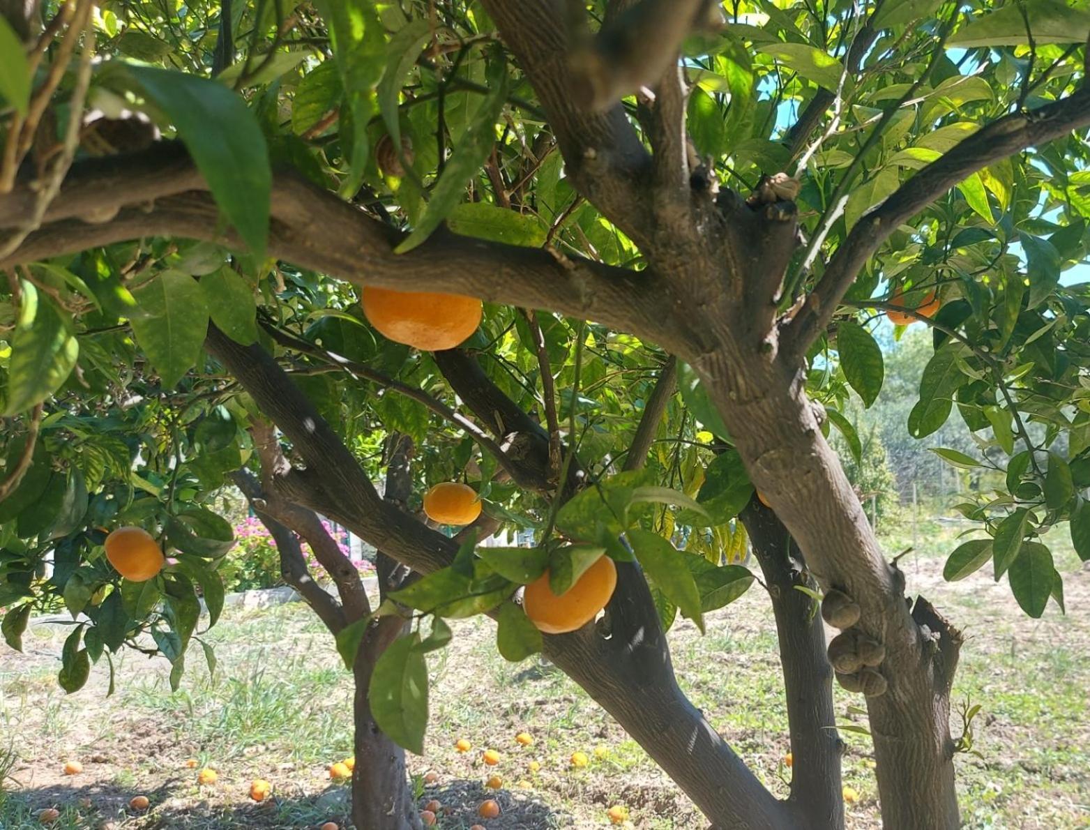 Agritourism Cottage Near Sitia Εξωτερικό φωτογραφία