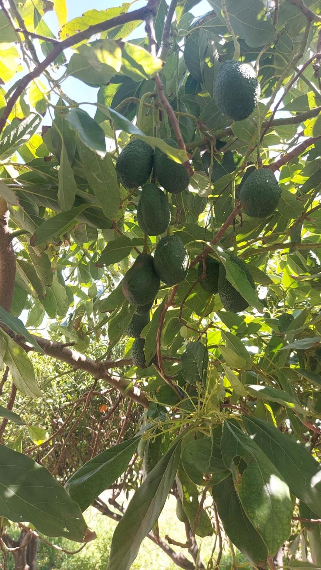 Agritourism Cottage Near Sitia Εξωτερικό φωτογραφία